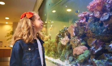 Girl looking at fish tank